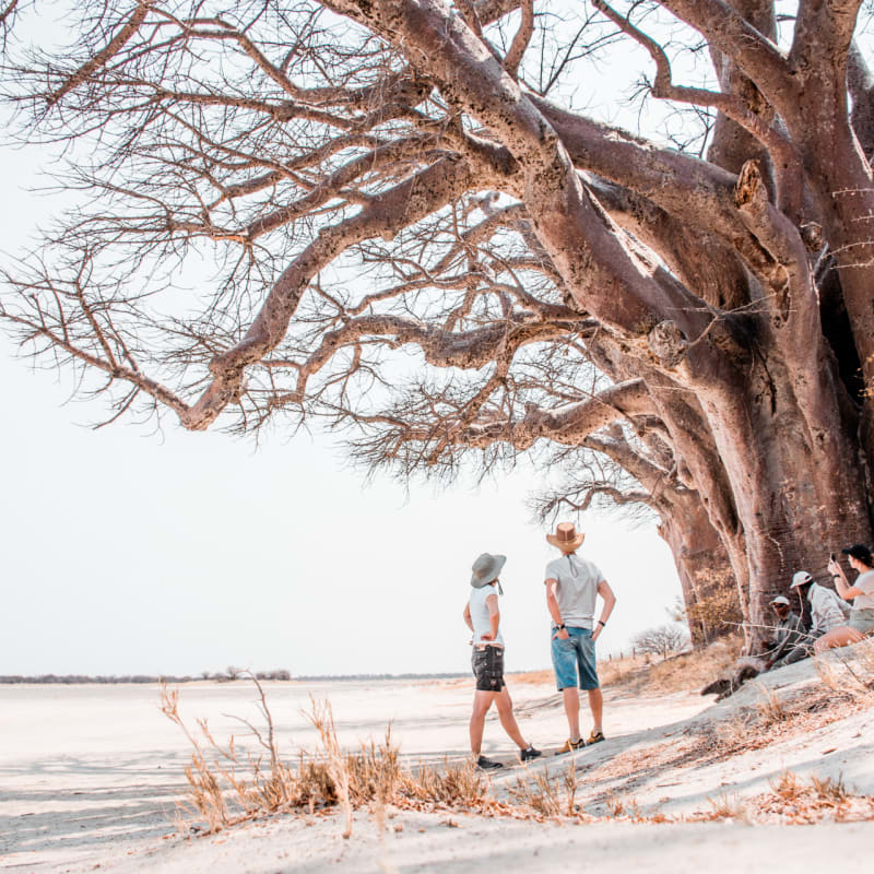 Baines Baobabs 