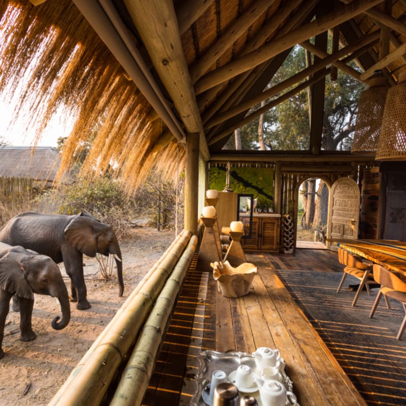 Elephants  