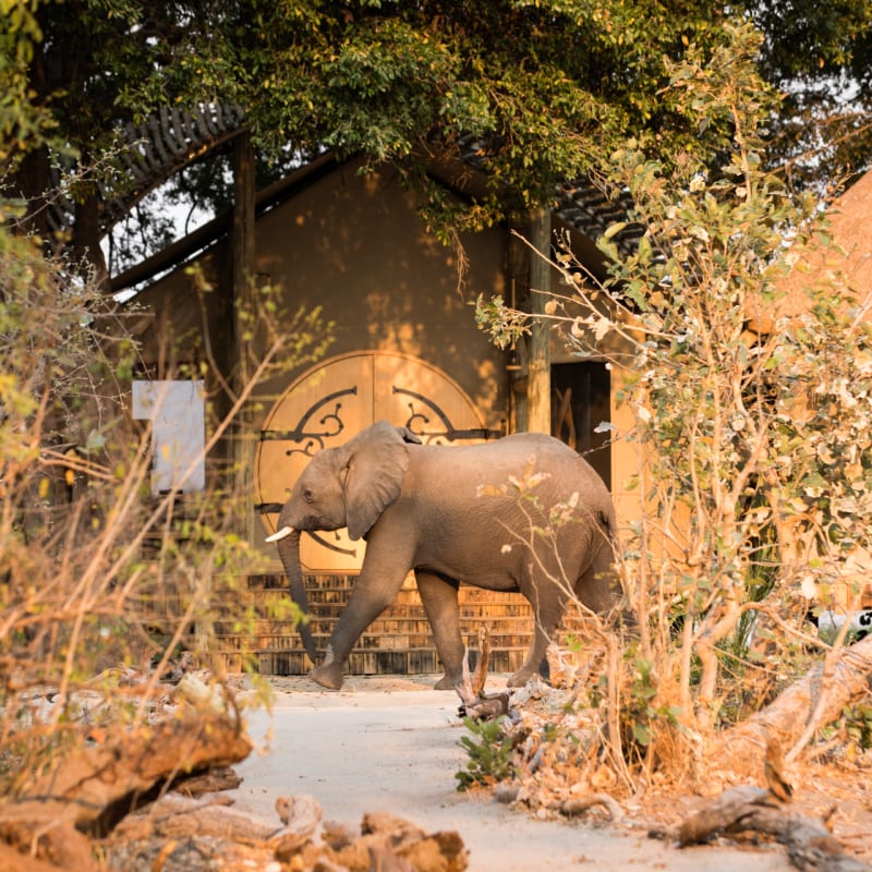 Elephant 