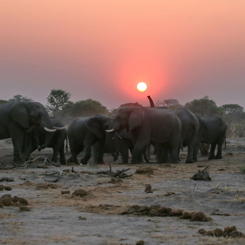 Elephants and sunset - Sky Beds