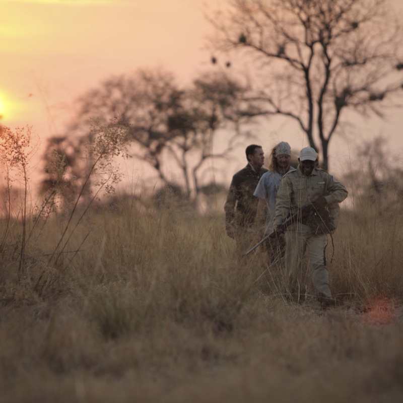 Sandibe walking safari 