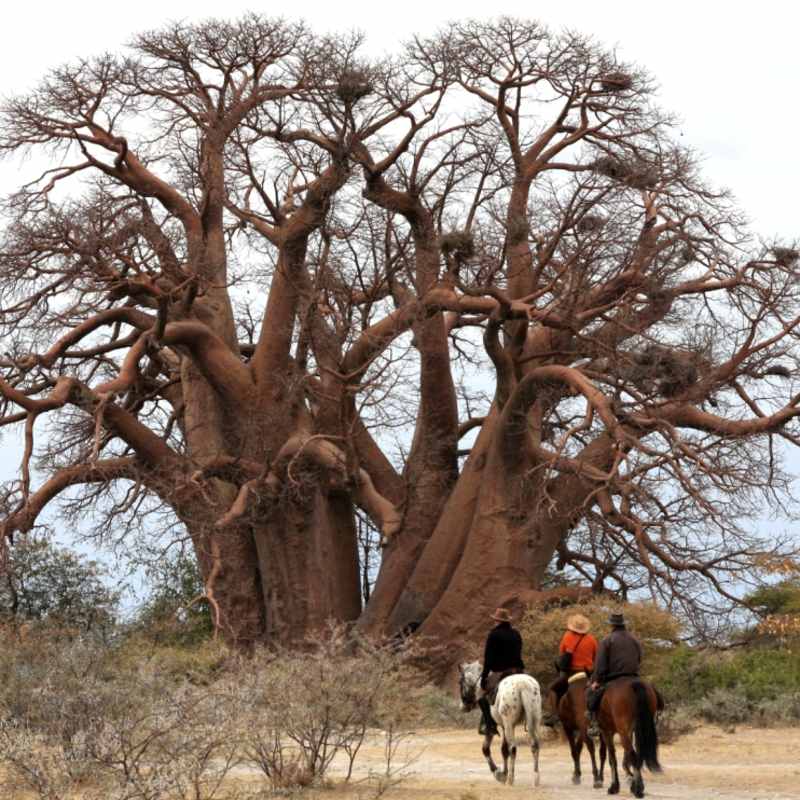 Riding to the Chapman's Baobab - The Delta and Salt Pans