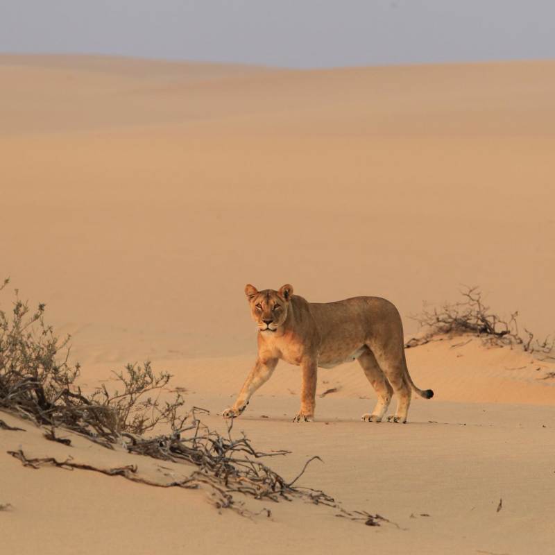 Desert-adapted lion at Hoanib Skeleton Coast Camp - Southern Africa Uncovered