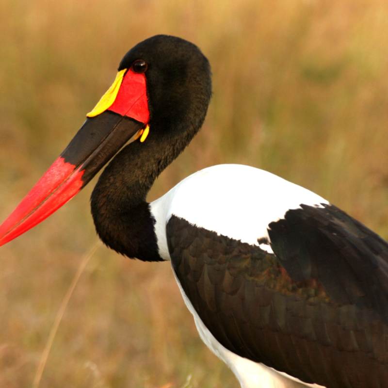 Saddle Billed Stork - Wild Botswana 