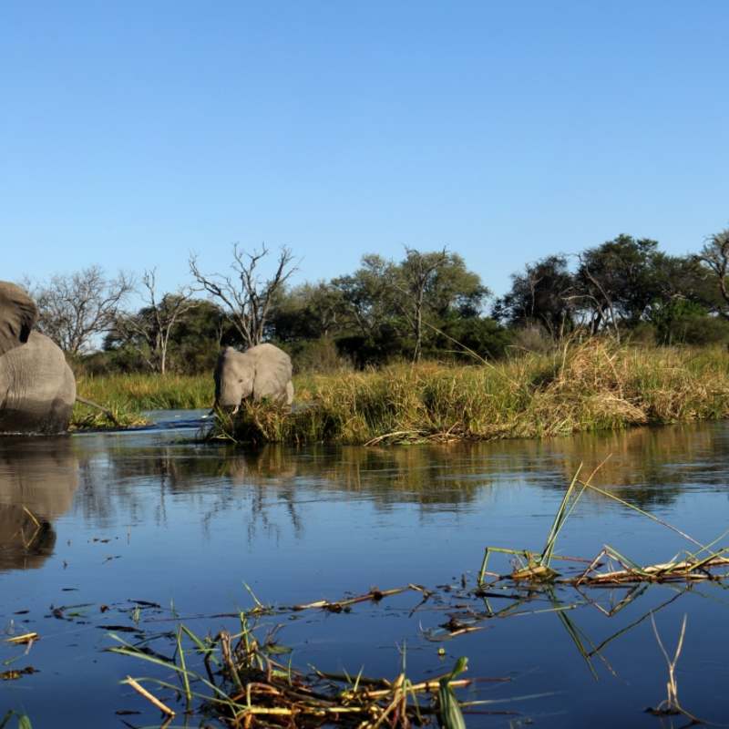 Elephants in water - Wild Botswana 