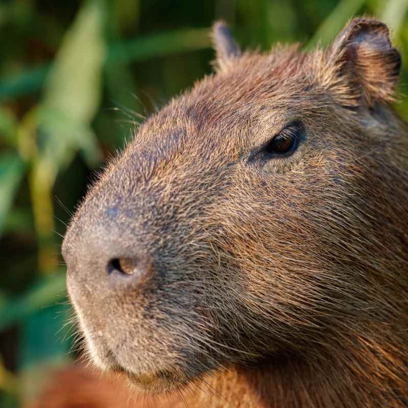 Wild Brazil Amazon  Pantanal Adventure 