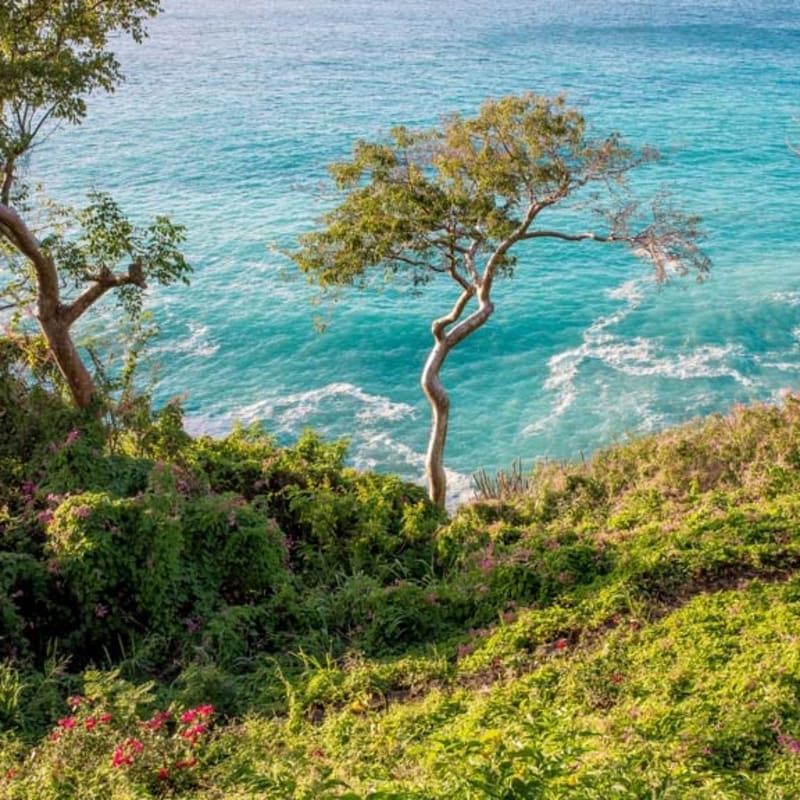 Guana Island  