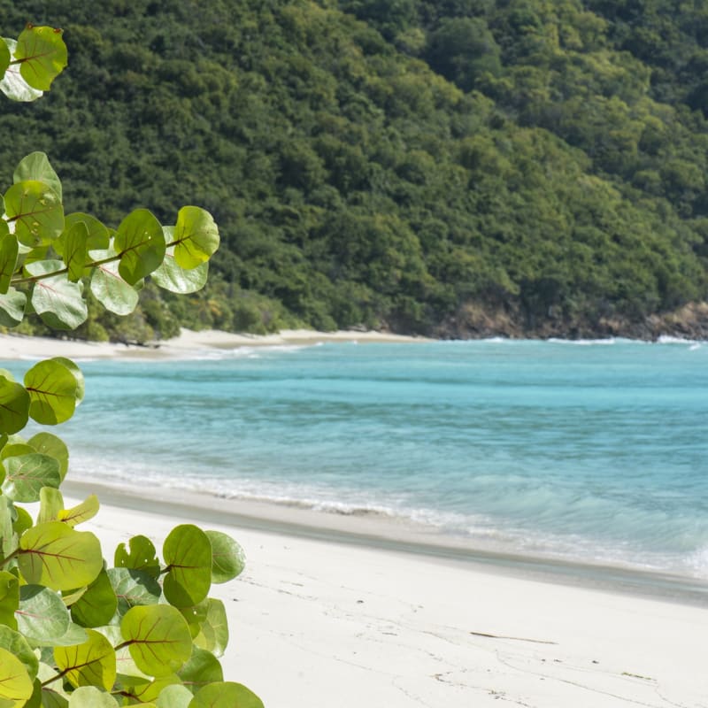 Guana Island  
