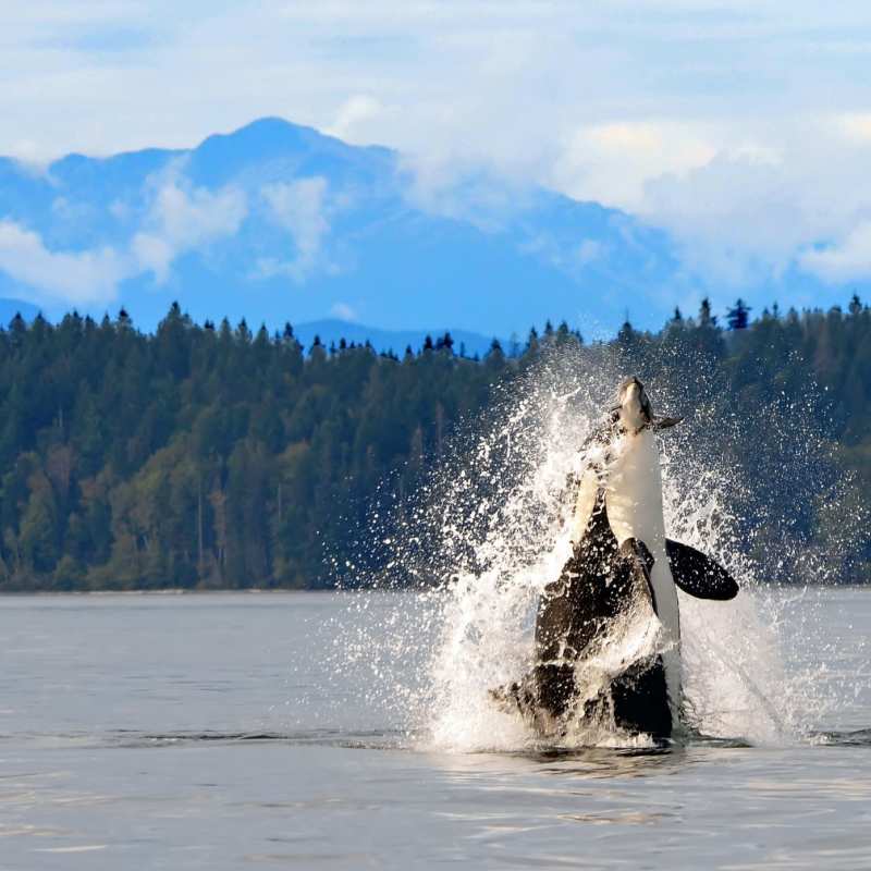 Orcas - Orcas on Vancouver Island