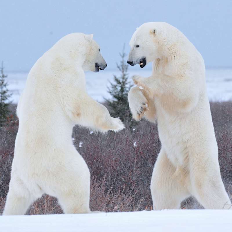 Bears sparring 