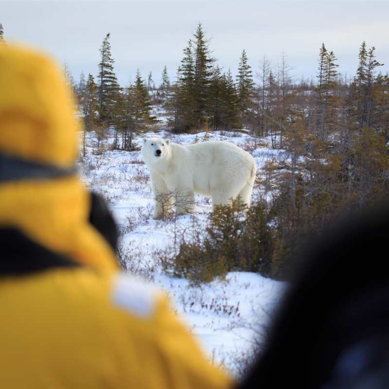 Photography opportunity of the Great Ice Bear 