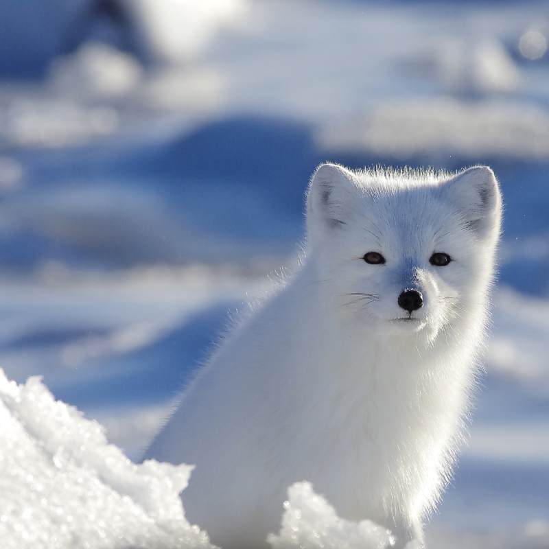 Arctic Fox 