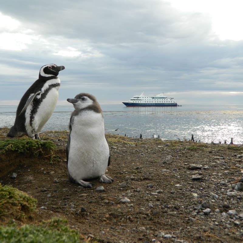 Penguins - Australis Cruises