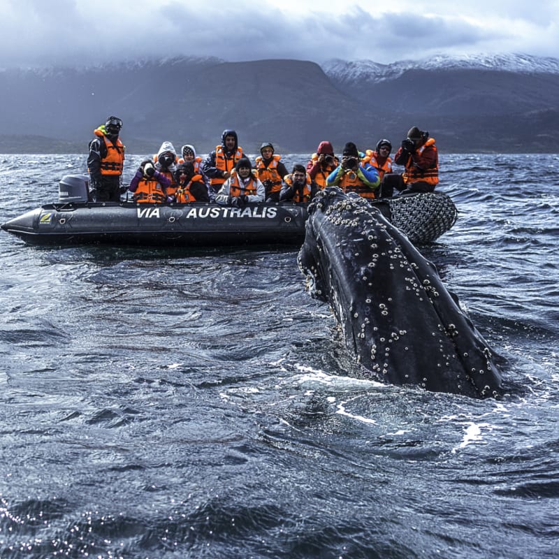Whale watching - Australis Cruises