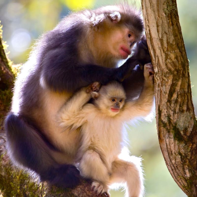 Monkey   - Songtsam Tacheng