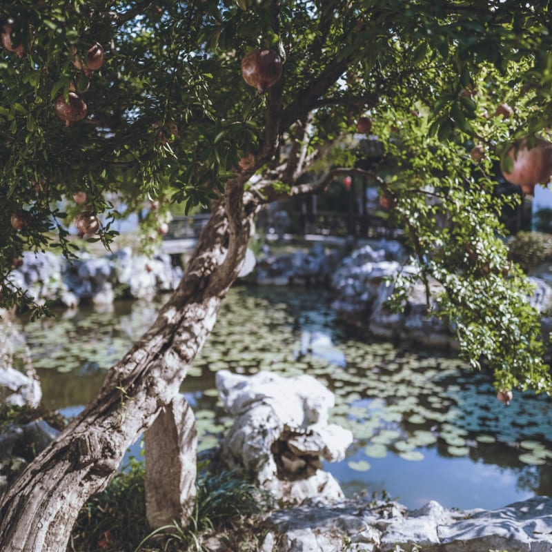 Chinese Pond 