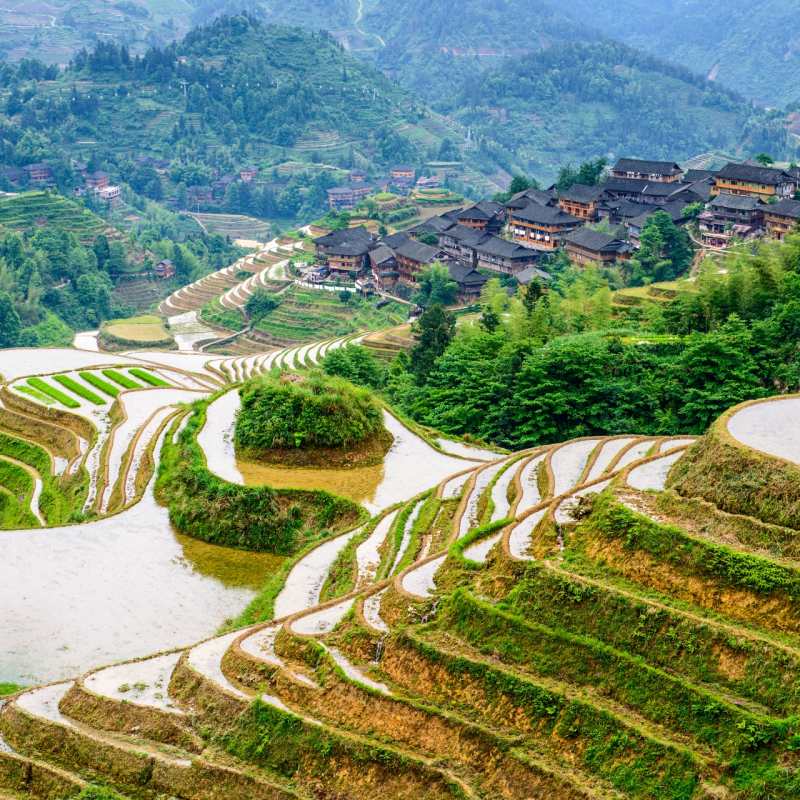Longsheng Rice Fields 
