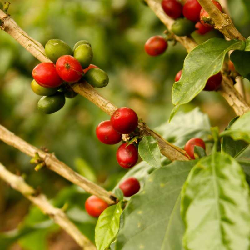Coffee, Colombia's Finest - Highlights of Colombia