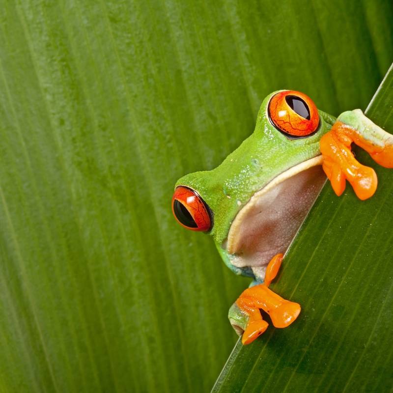 Costa Rica with Kids 