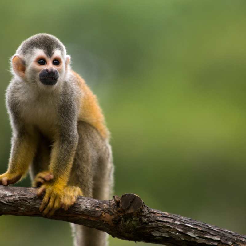 Costa Rica with Kids 