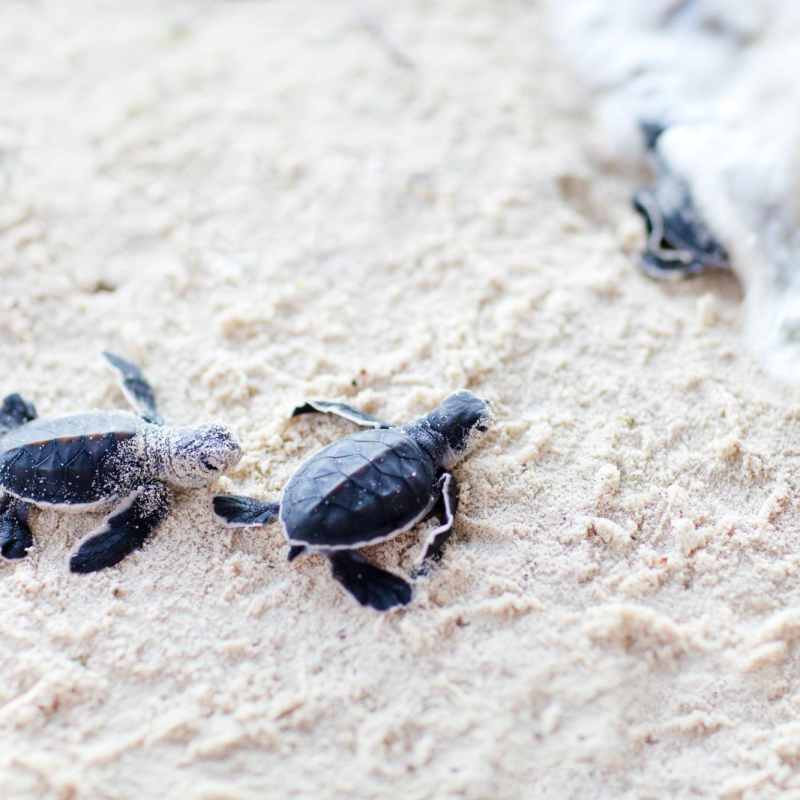 Turtle hatchlings - Wild Costa Rica