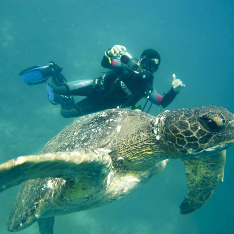 Diving with sea turtles