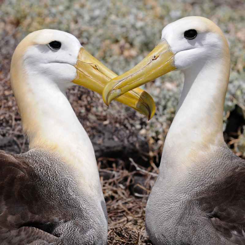 Ecuador and Galapagos with Kids 