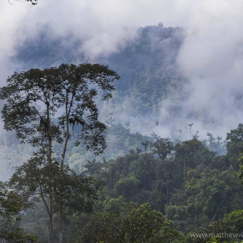 Cloudforest - Natural Wonders of Ecuador 