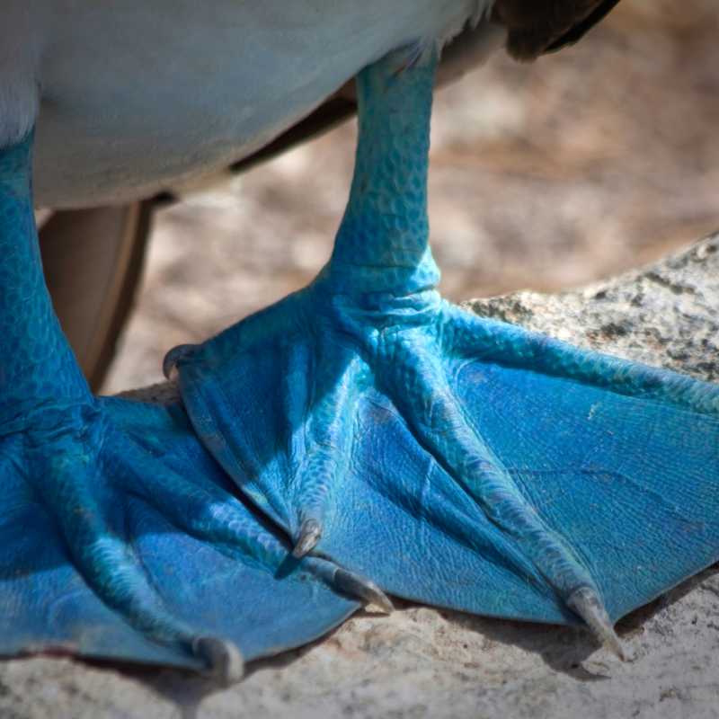 Blue footed Booby - Ecuador and Galapagos Honeymoon