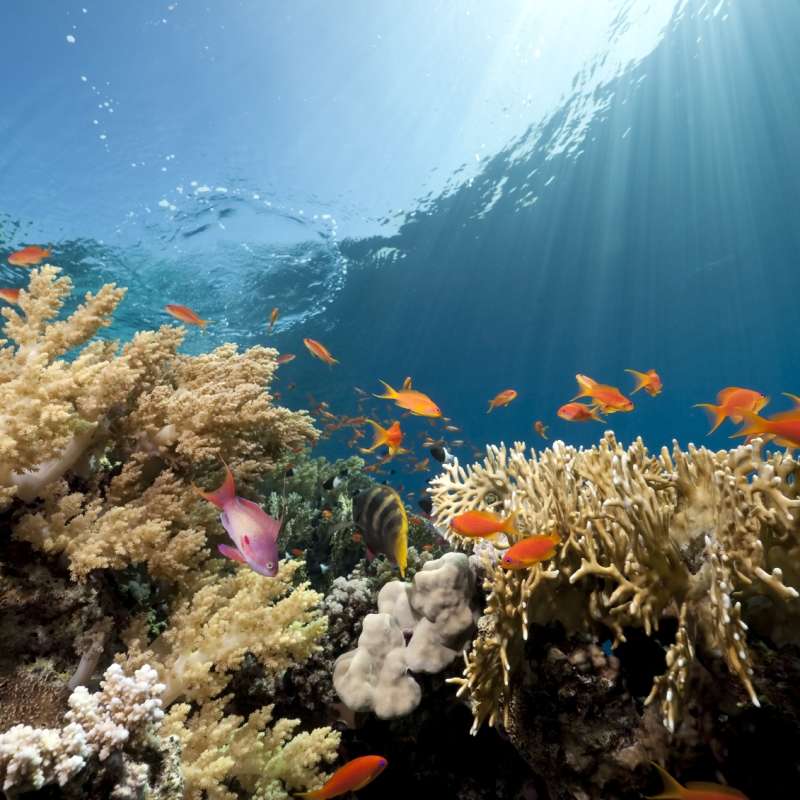 Sharm El Sheikh