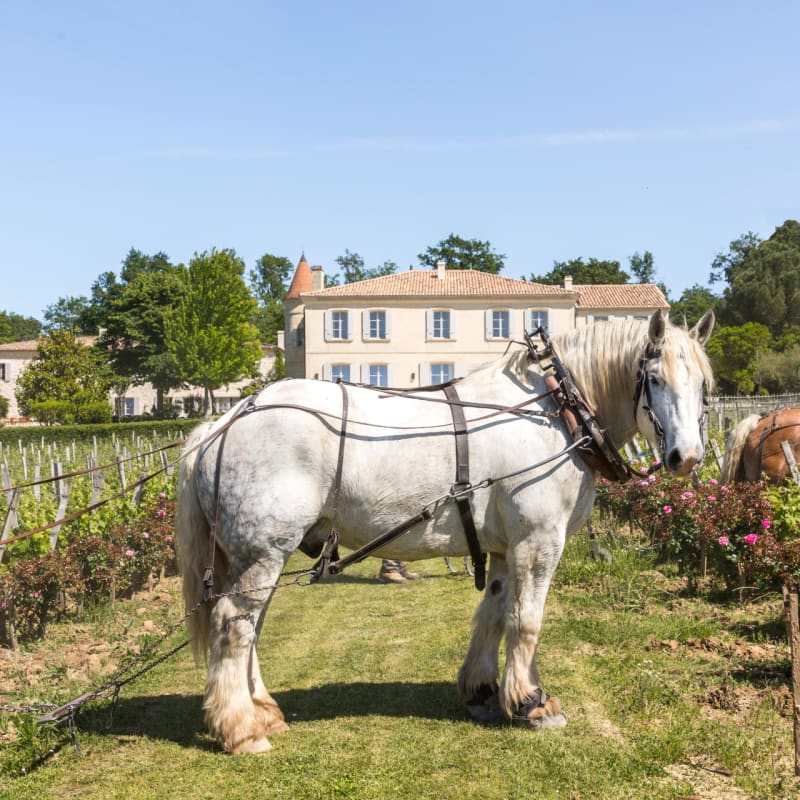 Horses 