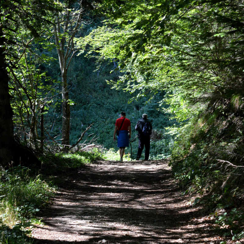 Black Forest 