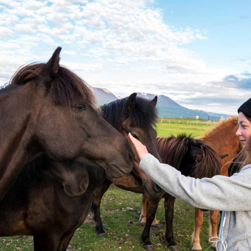 Stable visit 