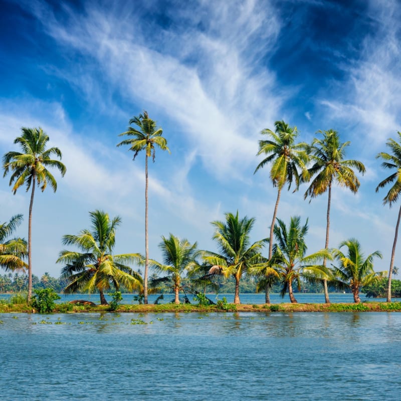 Palm Trees - Houseboat