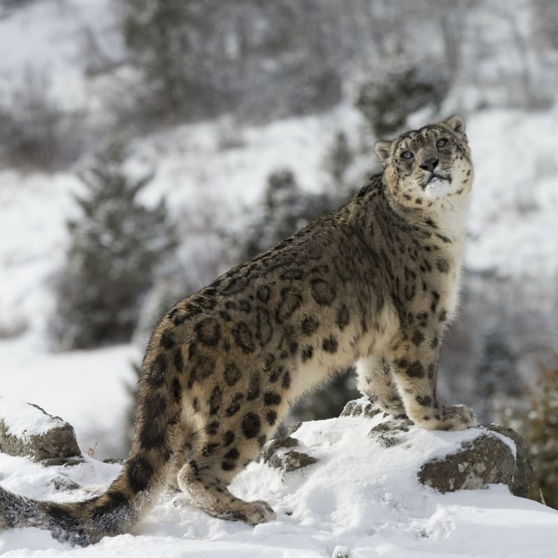 Snow Leopard - Snow Leopard Lodge