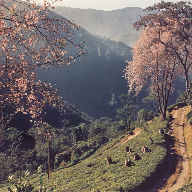 Tea fields and Cherry Blossoms - The Glenburn Tea Estate