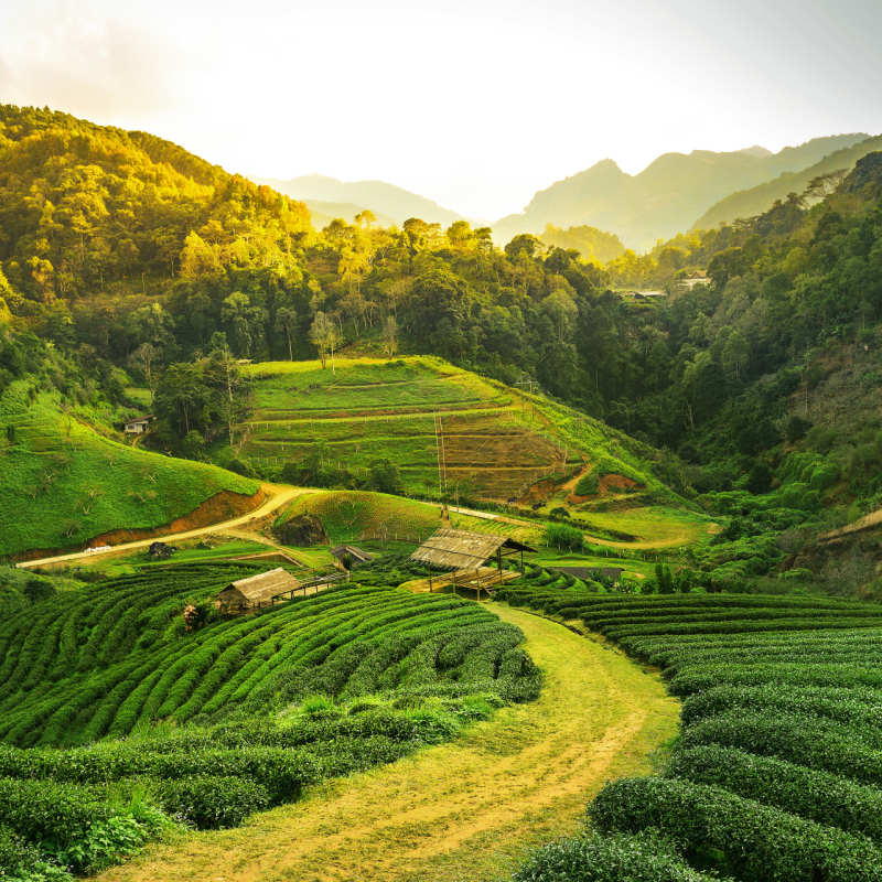 Darjeeling 