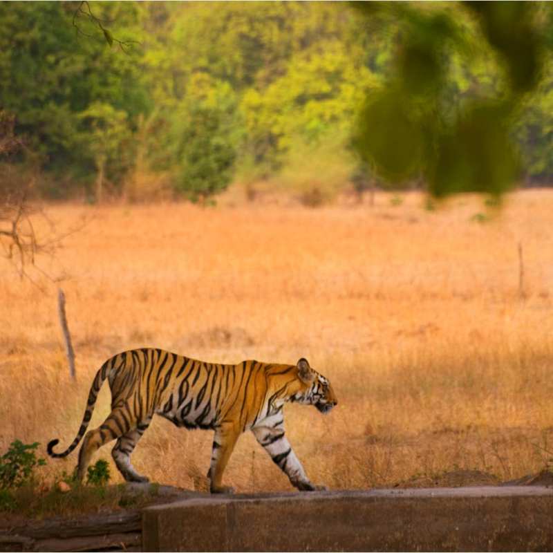 Tiger India  