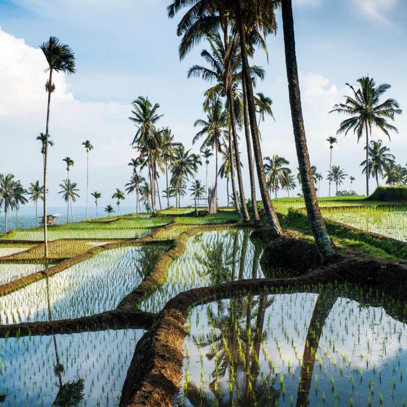 Ubud Rice Terraces 