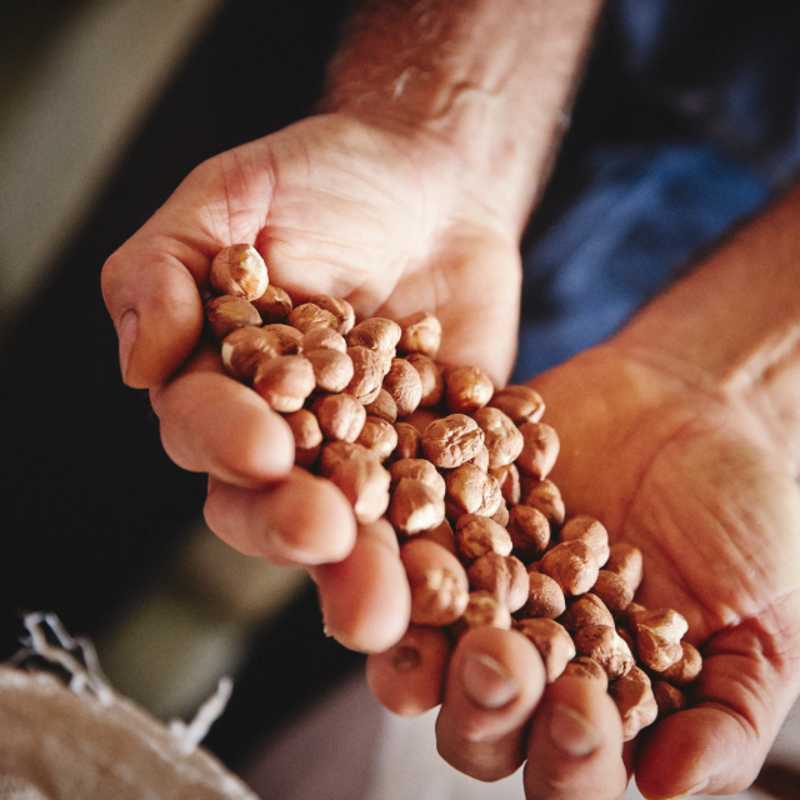 hazelnut 