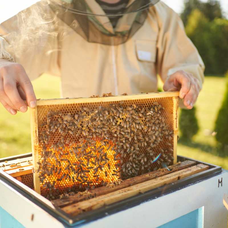 beehive 