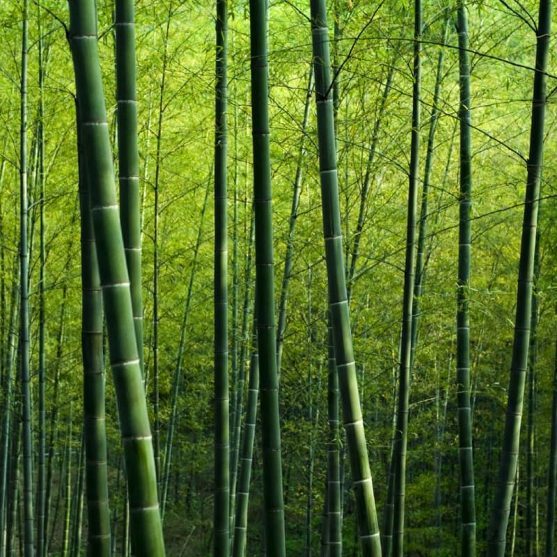 Discover Rest of Japan