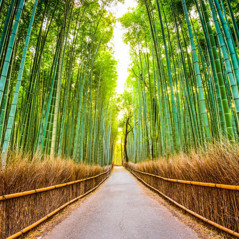 Takenomichi Kyoto 