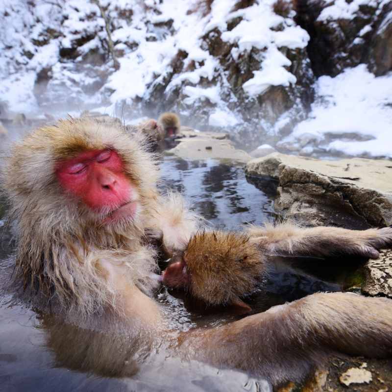 Japanese macaque 