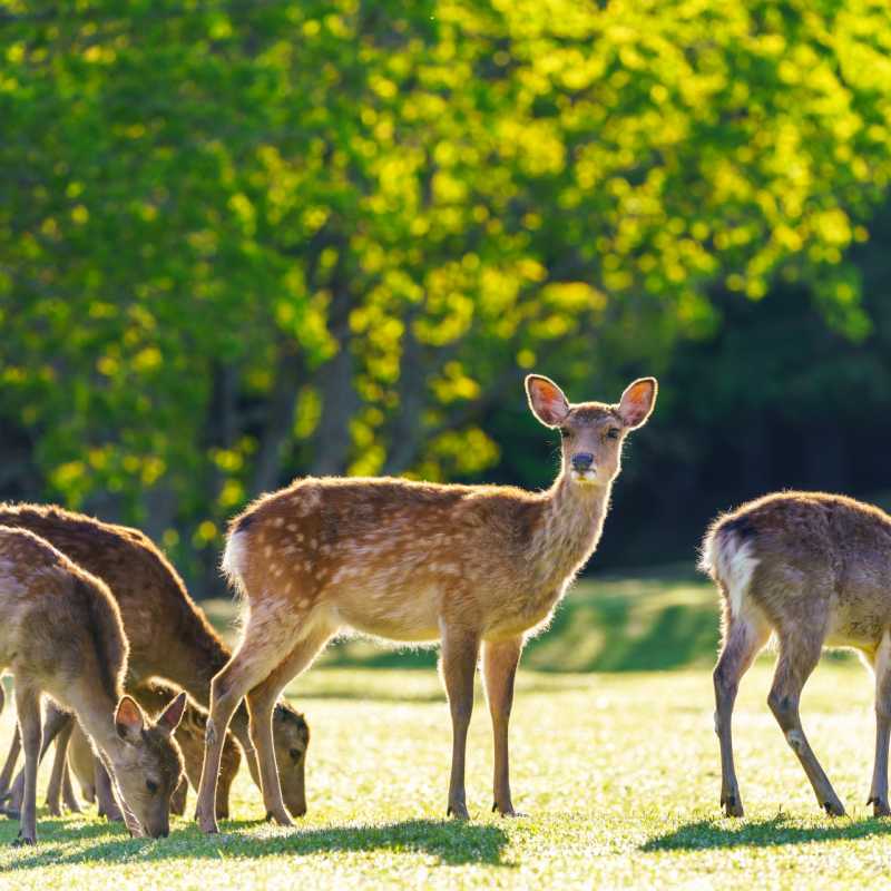 Nara Park 