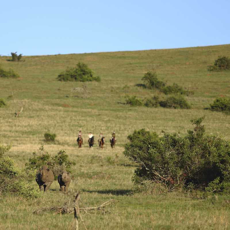 Borana Lodge- 15