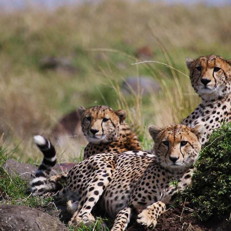 Offbeat Mara Camp- 16
