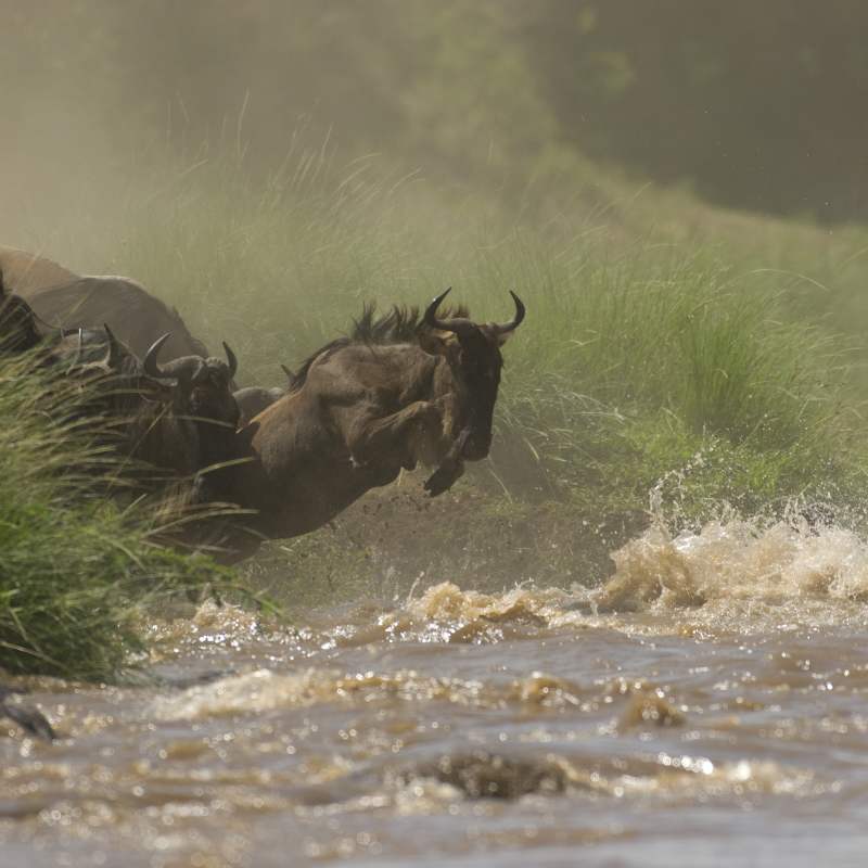 Offbeat Mara Camp- 23