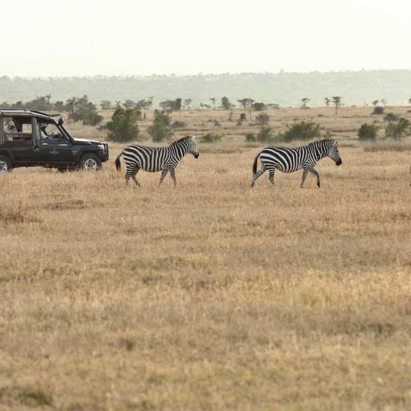 Safari in Laikipia 