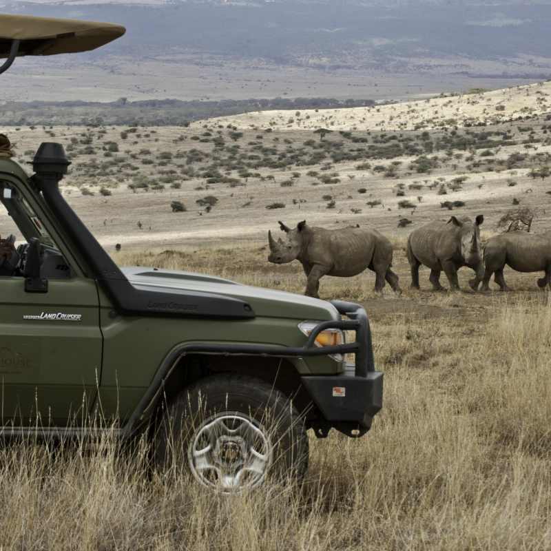 White Rhino with Car 